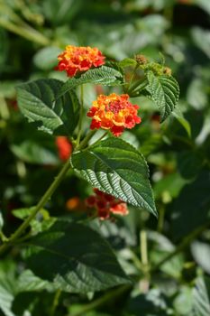 Shrub verbena flower close up - Latin name - Lantana camara