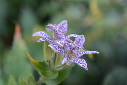 Hairy toad lily flower - Latin name - Tricyrtis hirta