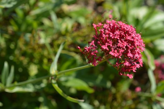 Red valerian - Latin name - Centranthus ruber