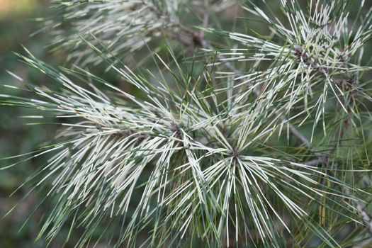 Golden Ghost Japanese Red Pine - Latin name - Pinus densiflora Golden Ghost