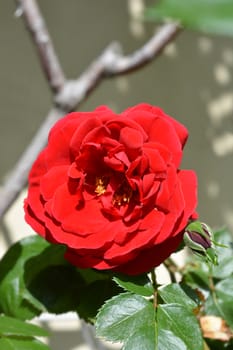 Climbing red rose Sympathie - Latin name - Rosa Sympathie