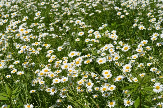 Field full of white daisy flowers - Latin name - Leucanthemum vulgare