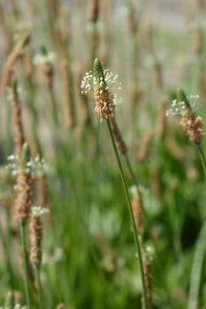 Ribwort Plantain - Latin name - Plantago lanceolata