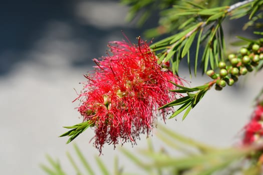 Scarlet bottlebrush flowers - Latin name - Callistemon coccineus (Melaleuca rugulosa)