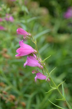 Red Rocks Beard Tongue - Latin name - Penstemon x mexicali Red Rocks