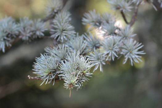 Blue atlas cedar - Latin name - Cedrus atlantica Glauca