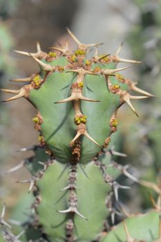 Poison tree with yellow flower buds - Latin name - Euphorbia virosa