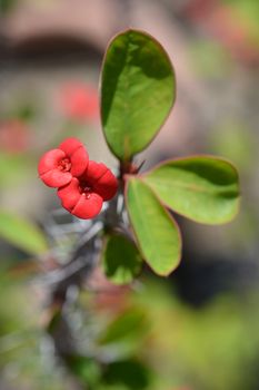 Christs thorn - Latin name - Euphorbia milii var. milii