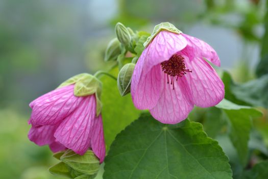 Chinese lantern pink flowers - Latin name - Abutilon hybrids