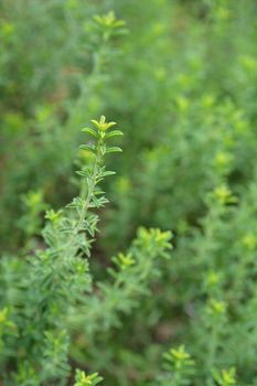 Mountain savory - Latin name - Satureja montana