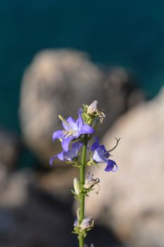 Chimney bellflower - Latin name - Campanula pyramidalis