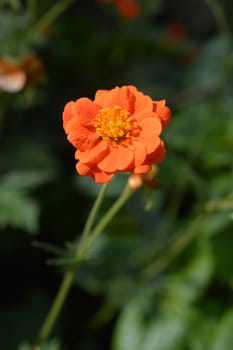 Orange avens cultivar - Latin name - Geum * heldreichii