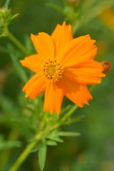 Sulfur cosmos - Latin name - Cosmos sulphureus