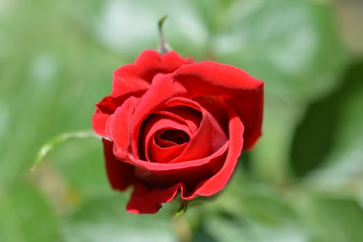 Climbing red rose Sympathie - Latin name - Rosa Sympathie