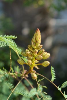 Bird of paradise yellow flower buds - Latin name - Caesalpinia gilliesi (Erythrostemon gilliesii)