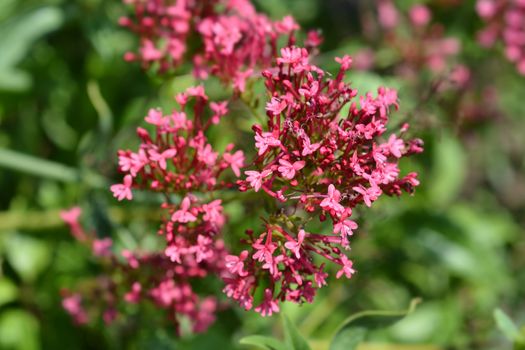 Red valerian - Latin name - Centranthus ruber