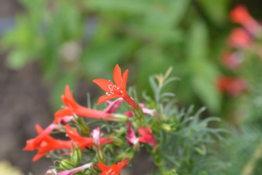 Standing cypress - Latin name - Ipomopsis rubra