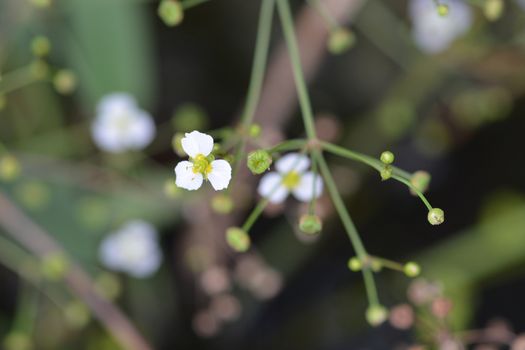 Common water plantain - Latin name - Alisma plantago-aquatica