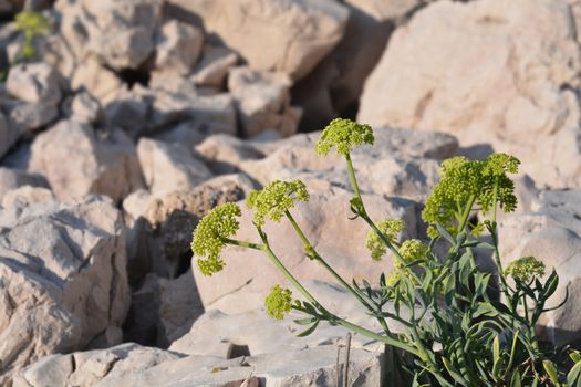 Sea fennel - Latin name - Crithmum maritimum