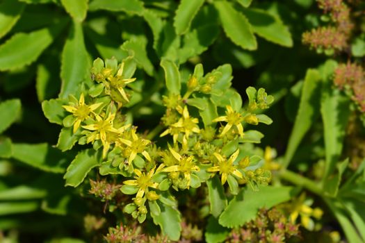 Yellow Stonecrop - Latin name - Sedum takesimense (Phedimus takesimensis)