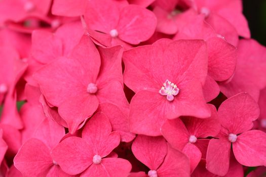 French hydrangea - Latin name - Hydrangea macrophylla