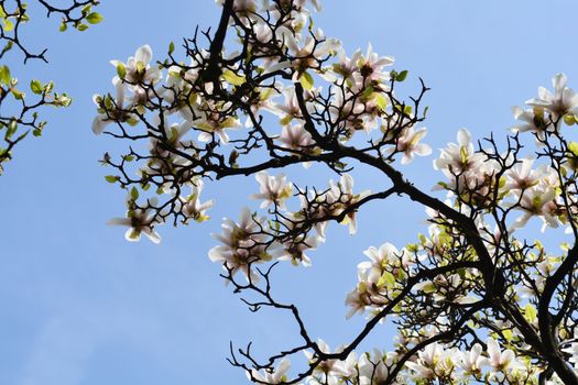 Magnolia tree (Soulangeana hybrids) against blue spring sky - Latin name - Magnolia x soulangeana