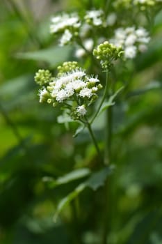 White snakeroot - Latin name - Ageratina altissima