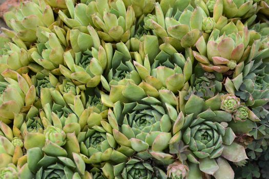 Common houseleek - Latin name - Sempervivum tectorum