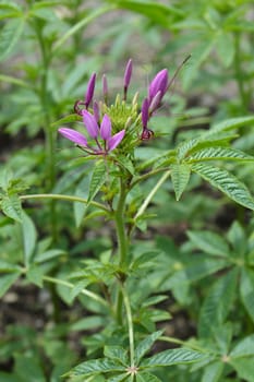 Spider flower Rose Queen - Latin name - Cleome hassleriana Rose Queen