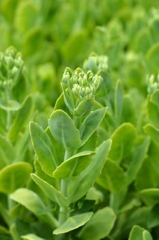 Butterfly stonecrop - Latin name - Hylotelephium spectabile (Sedum spectabile)