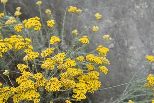 Italian everlasting yellow flowers - Latin name - Helichrysum italicum