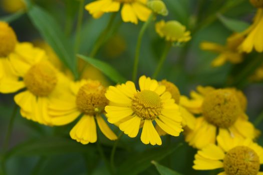 Common sneezeweed - Latin name - Helenium autumnale