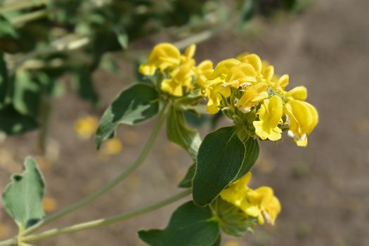 Jerusalem sage - Latin name - Phlomis fruticosa