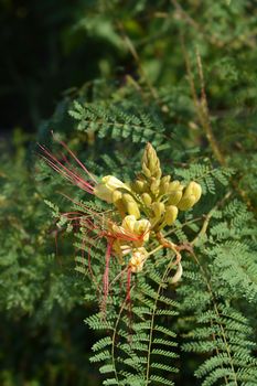 Bird of paradise yellow flower buds - Latin name - Caesalpinia gilliesi (Erythrostemon gilliesii)