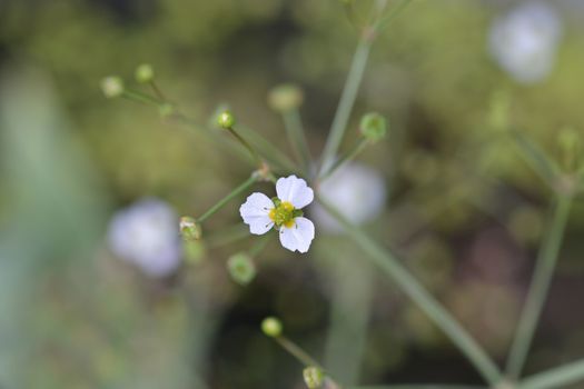 Common water plantain - Latin name - Alisma plantago-aquatica