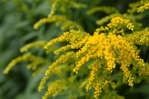 Canadian goldenrod yellow flower - Latin name - Solidago canadensis