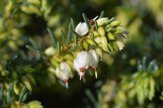 Darley Dale heath Lena - Latin name - Erica * darleyensis Lena