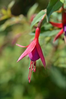 Hardy Fuchsia - Latin name - Fuchsia magellanica var. gracilis