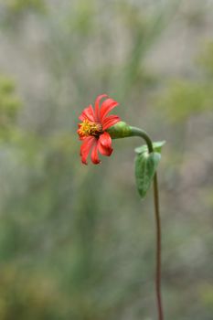 Peruvian zinnia - Latin name - Zinnia peruviana