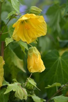 Chinese lantern yellow flowers - Latin name - Abutilon hybrids