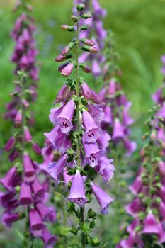 Foxglove Excelsior Hybrids - Latin name - Digitalis purpurea Excelsior Hybrids