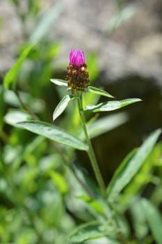 Knapweed flower bud - Latin name - Centaurea jacea subsp. timbalii (Centaurea pannonica)