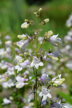 Foxglove beardtongue Husker Red - Latin name - Penstemon digitalis Husker Red