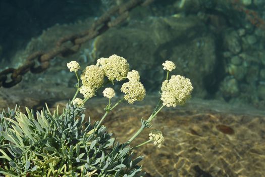 Sea fennel - Latin name - Crithmum maritimum