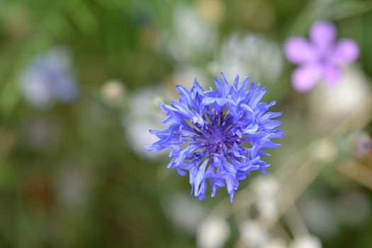 White Cornflower flower - Latin name - Cyanus segetum (Centaurea cyanus)