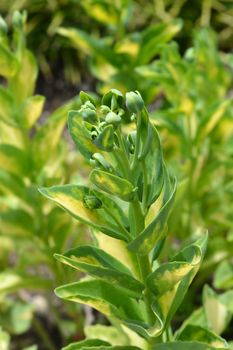 Gold-Striped Stonecrop - Latin name - Hylotelephium erythrostictum Mediovariegatum (Sedum alboroseum Mediovariegatum)