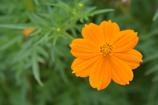 Sulfur cosmos - Latin name - Cosmos sulphureus