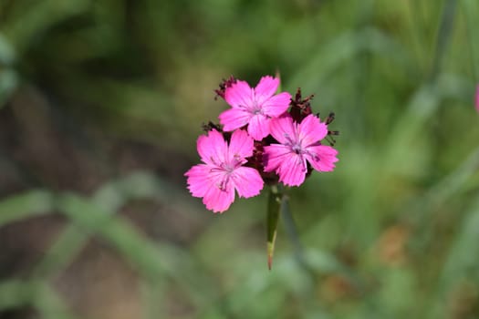 ?arthusian pink - Latin name - Dianthus carthusianorum