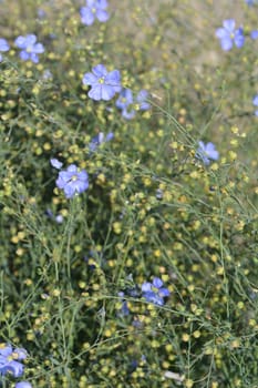 Close up of blue alpine flax flower - Latin name - Linum alpinum subsp. julicum