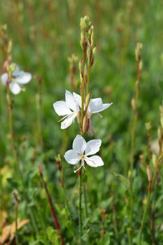 White Gaura - Latin name - Oenothera lindheimeri (Gaura lindheimeri)